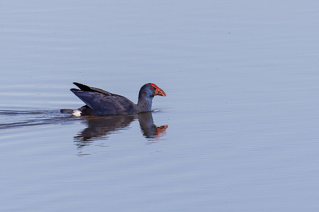 Porphyrio porphyrio - Calamón común