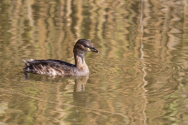 Tachybaptus ruficollis - Zampullín común