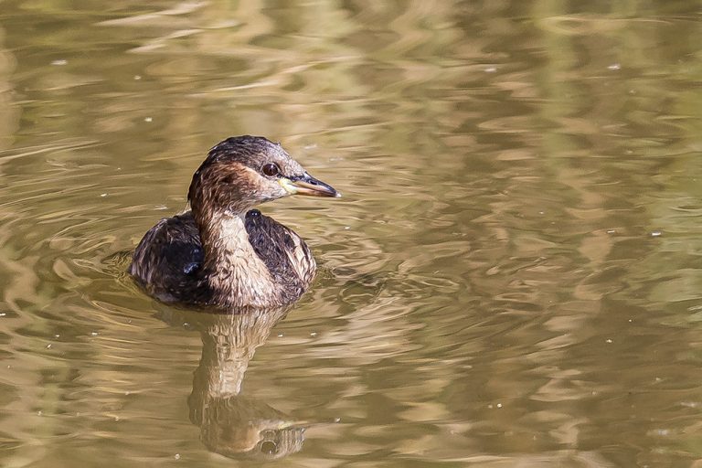 Tachybaptus ruficollis - Zampullín común