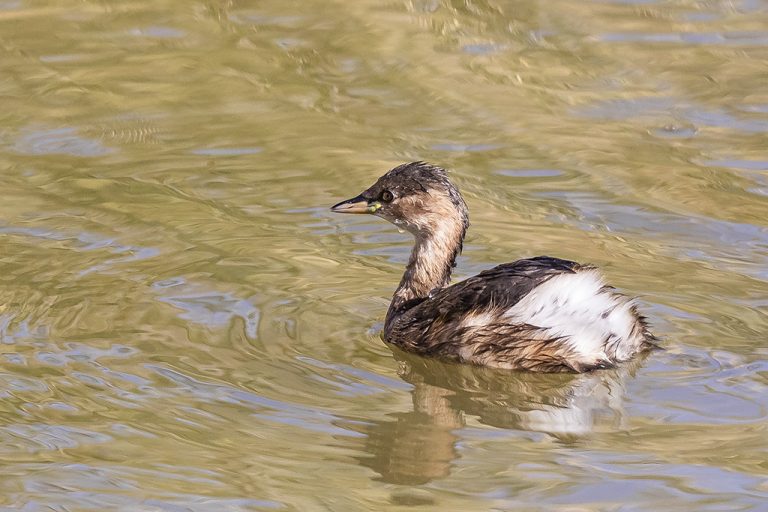 Tachybaptus ruficollis - Zampullín común