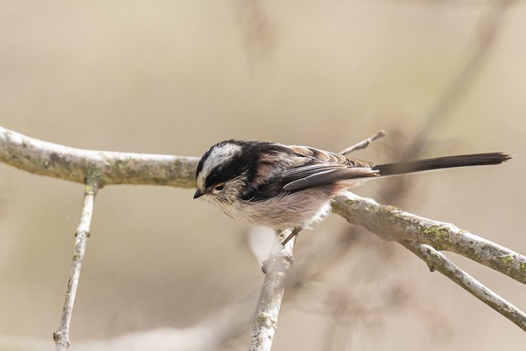 Aegithalos caudatus - Mito