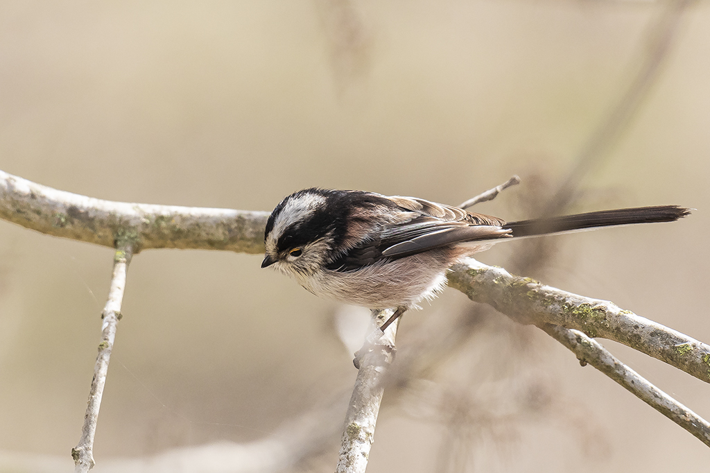 Aegithalos caudatus - Mito