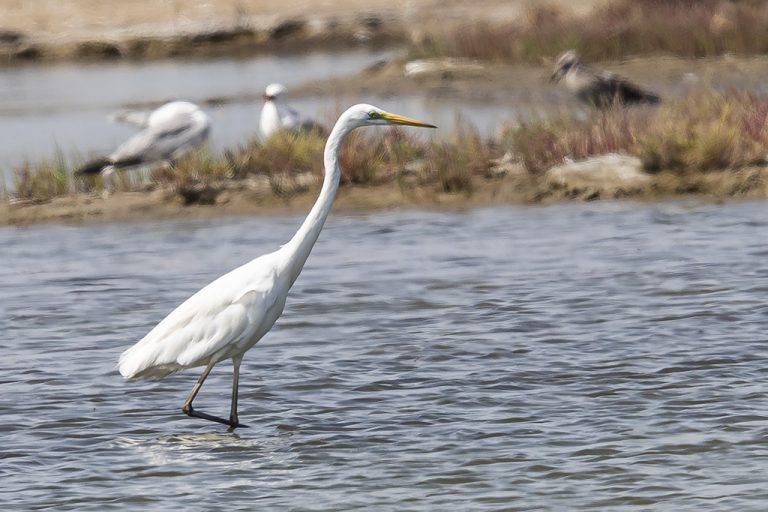 Ardea alba - Garceta grande