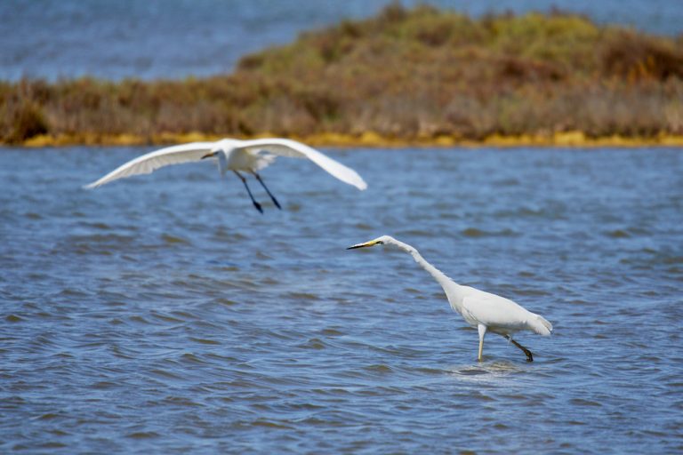 Ardea alba - Garceta grande