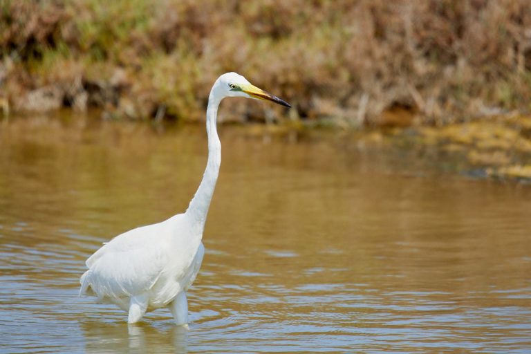 Ardea alba - Garceta grande