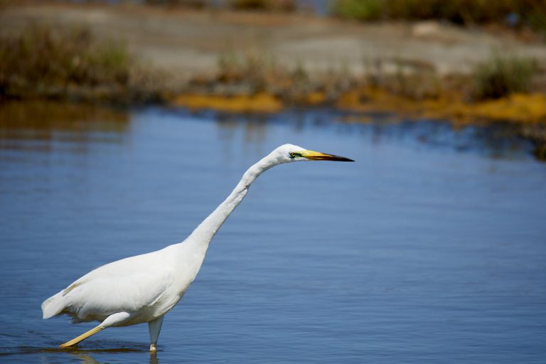 Ardea alba - Garceta grande