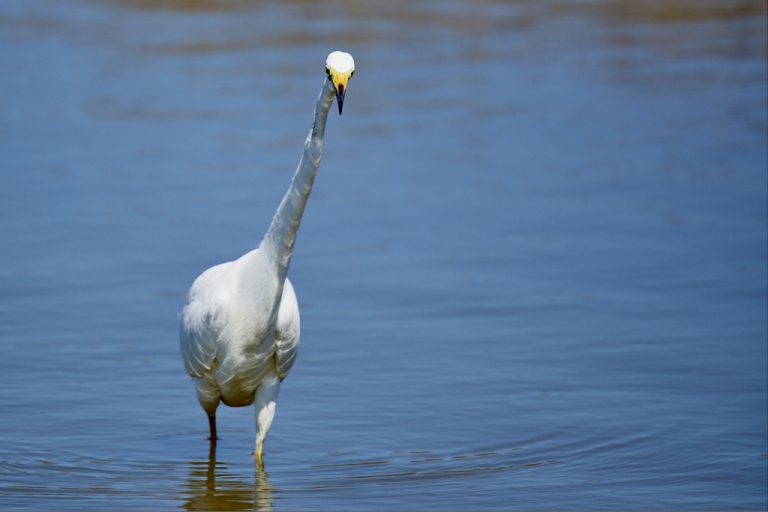 Ardea alba - Garceta grande