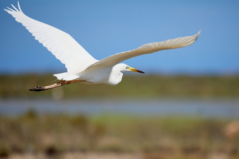 Ardea alba - Garceta grande