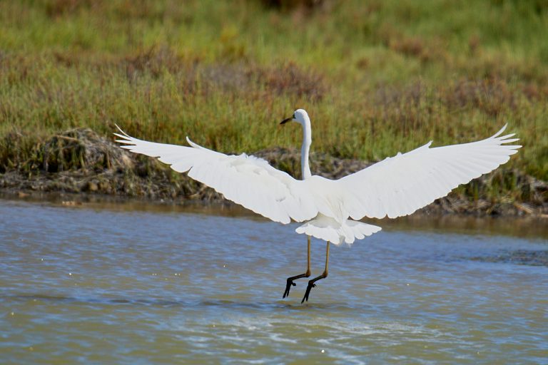 Ardea alba - Garceta grande