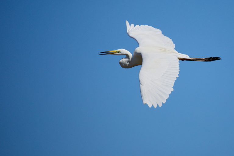 Ardea alba - Garceta grande