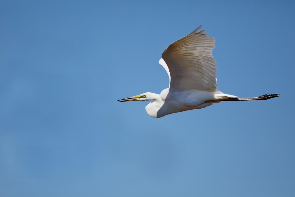 Ardea alba - Garceta grande