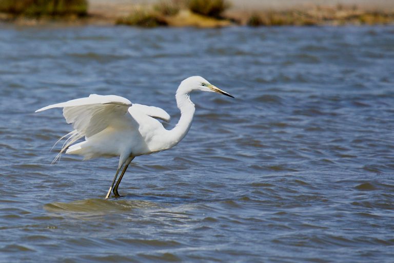 Ardea alba - Garceta grande