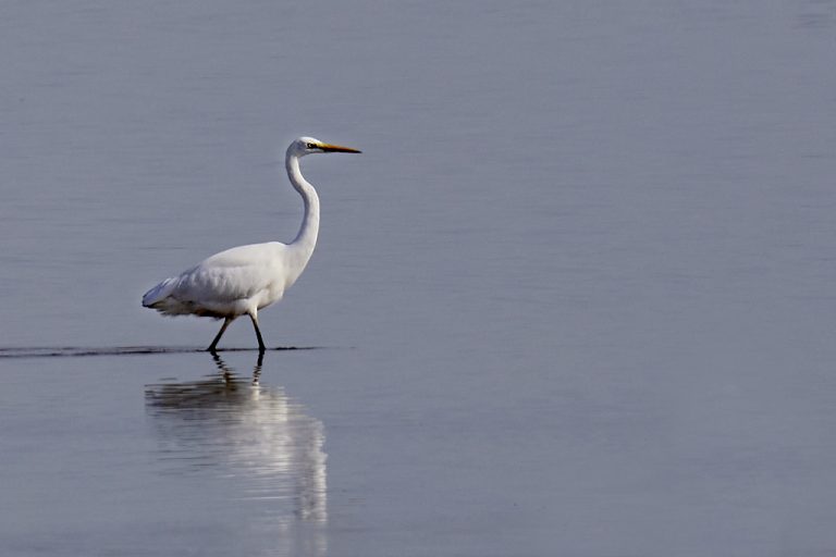 Ardea alba - Garceta grande