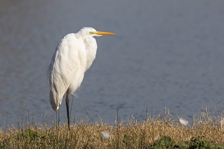 Ardea alba - Garceta grande