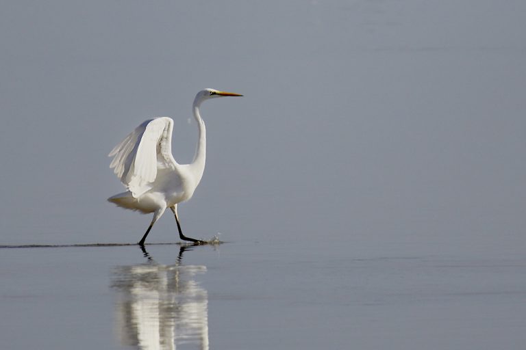 Ardea alba - Garceta grande