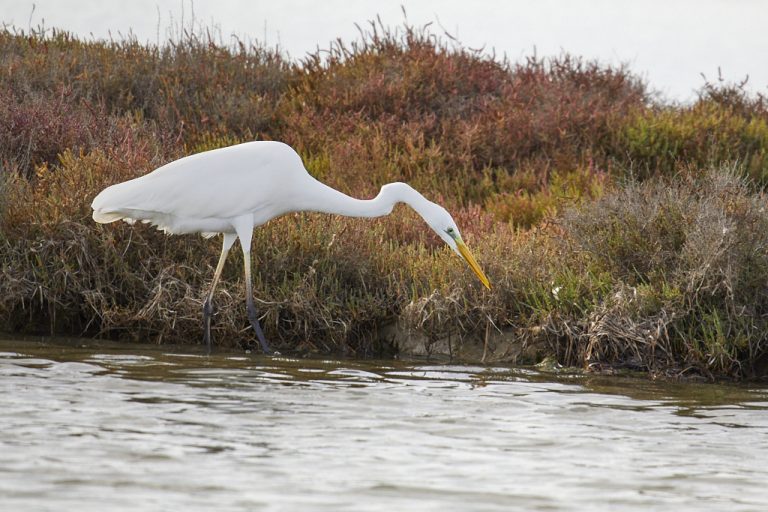 Ardea alba - Garceta grande