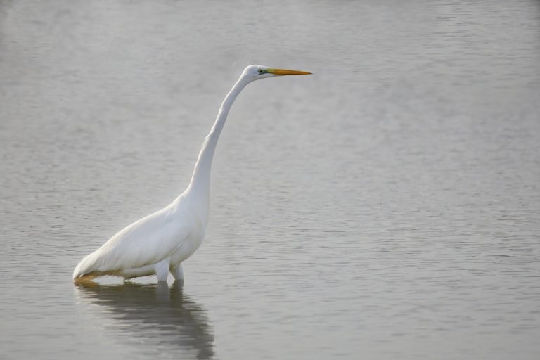 Ardea alba - Garceta grande