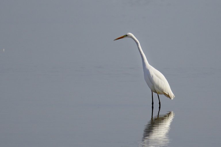 Ardea alba - Garceta grande