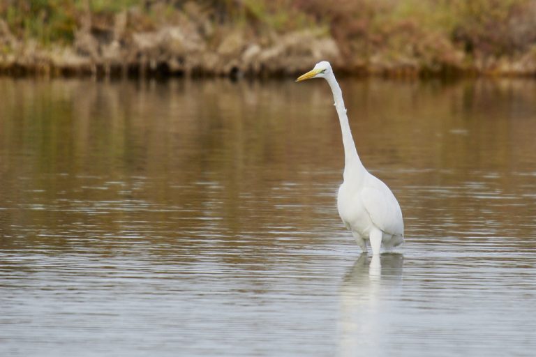 Ardea alba - Garceta grande