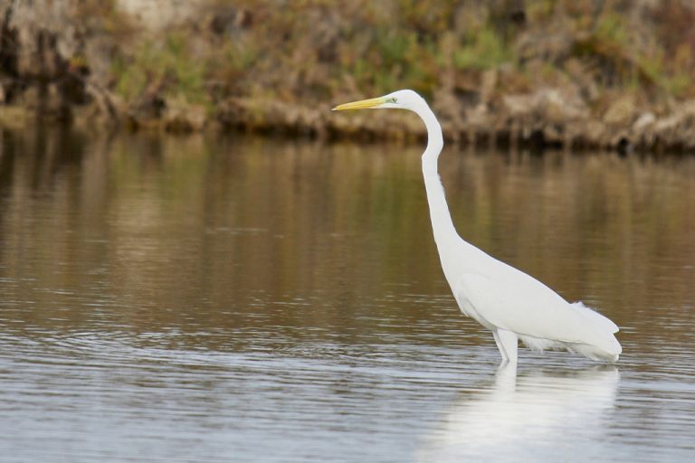 Ardea alba - Garceta grande