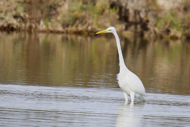 Ardea alba - Garceta grande