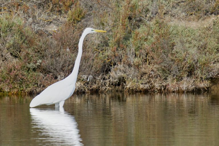 Ardea alba - Garceta grande