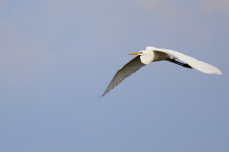 Ardea alba - Garceta grande