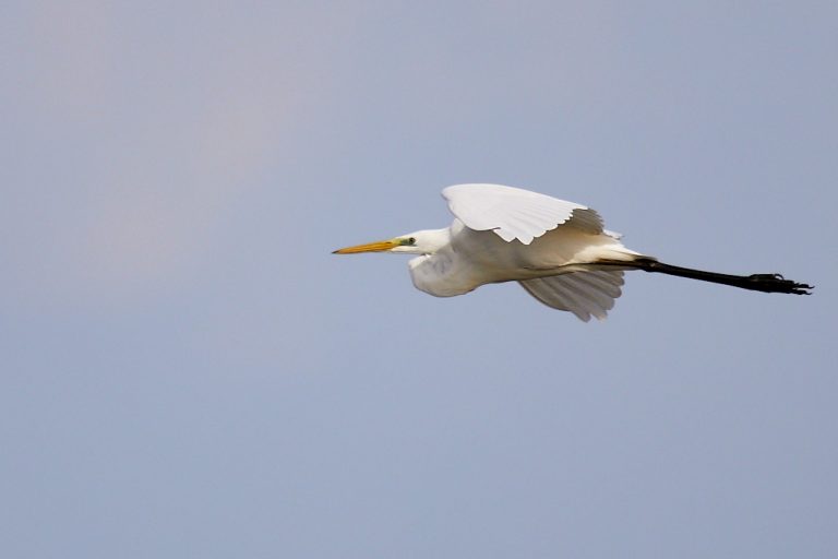 Ardea alba - Garceta grande