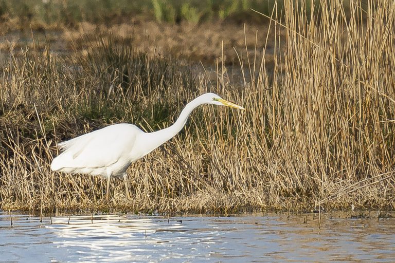 Ardea alba - Garceta grande