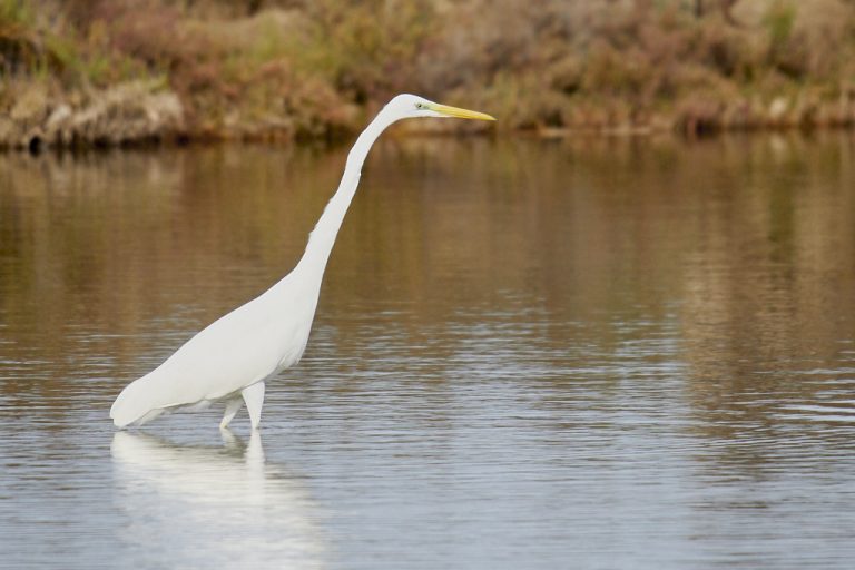 Ardea alba - Garceta grande