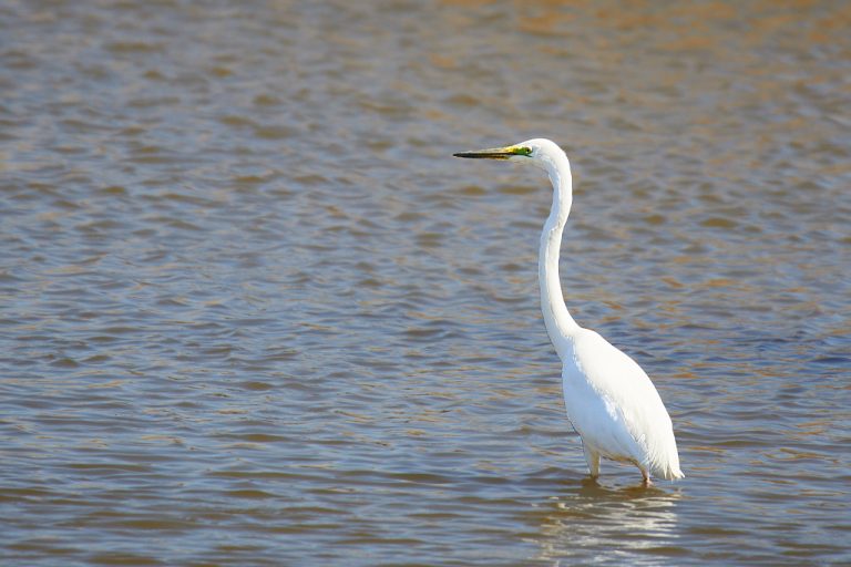 Ardea alba - Garceta grande