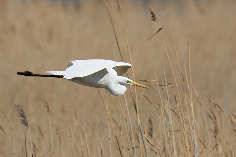 Ardea alba - Garceta grande