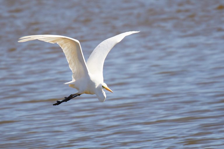 Ardea alba - Garceta grande