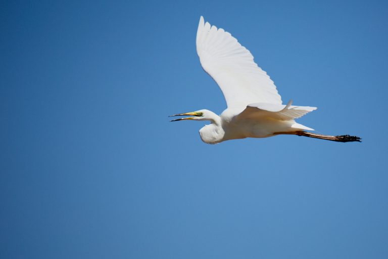 Ardea alba - Garceta grande