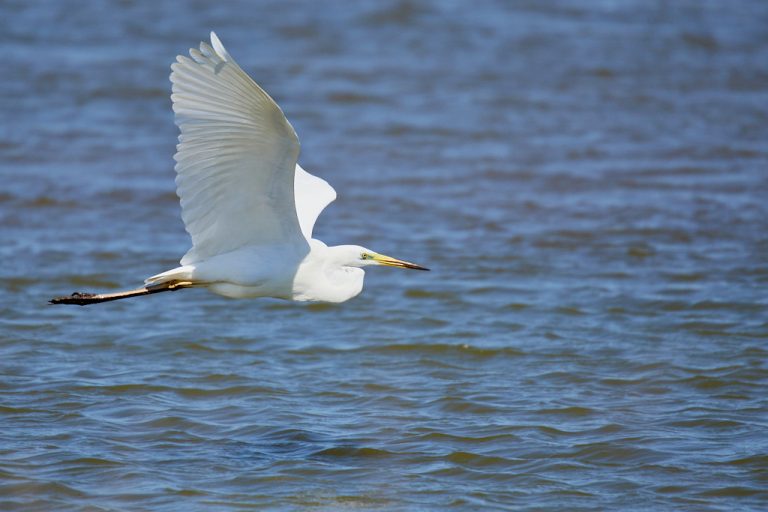 Ardea alba - Garceta grande