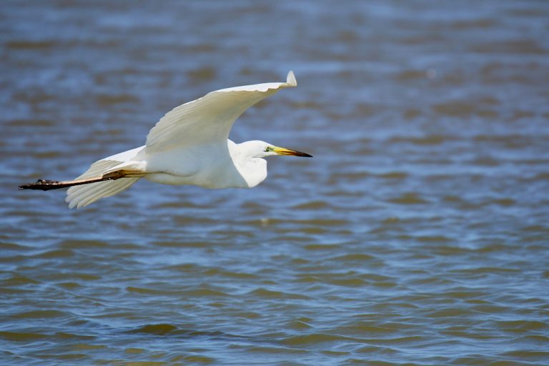 Ardea alba - Garceta grande