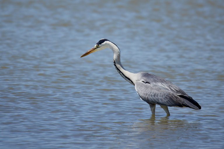 Ardea cinerea - Garza real