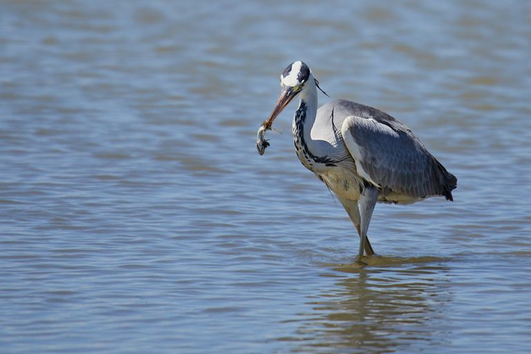 Ardea cinerea - Garza real