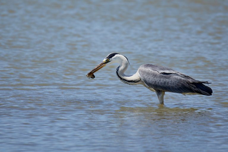 Ardea cinerea - Garza real