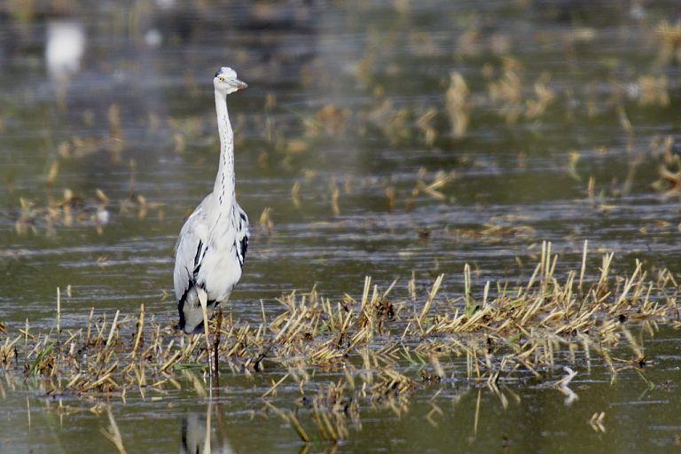 Ardea cinerea - Garza real