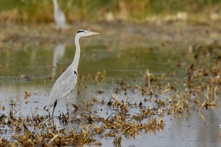 Ardea cinerea - Garza real