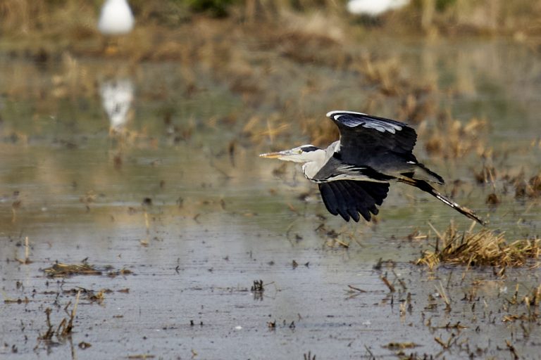 Ardea cinerea - Garza real