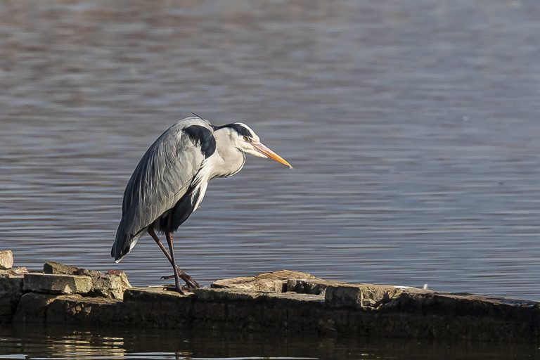 Ardea cinerea - Garza real