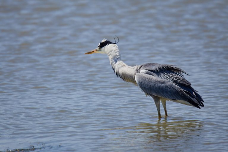 Ardea cinerea - Garza real