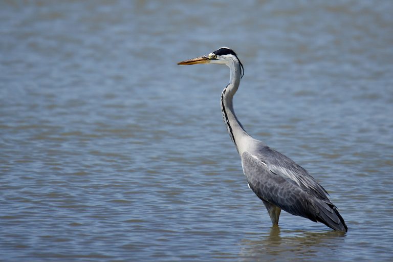 Ardea cinerea - Garza real