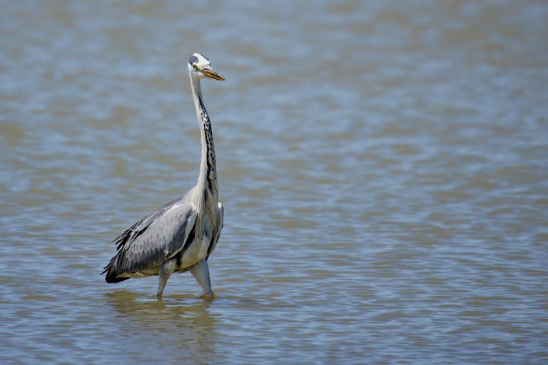 Ardea cinerea - Garza real