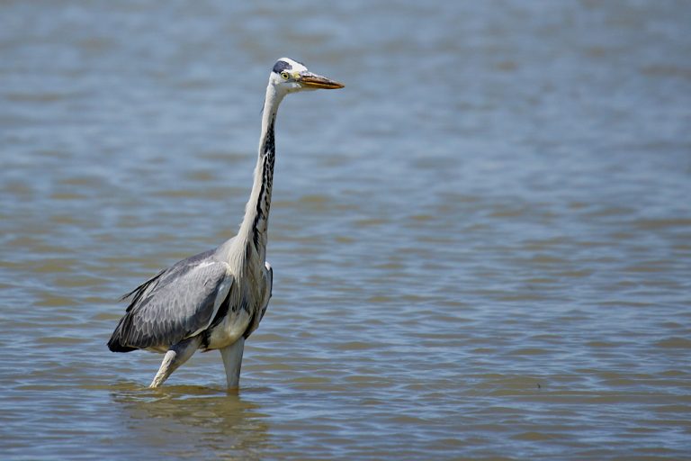 Ardea cinerea - Garza real