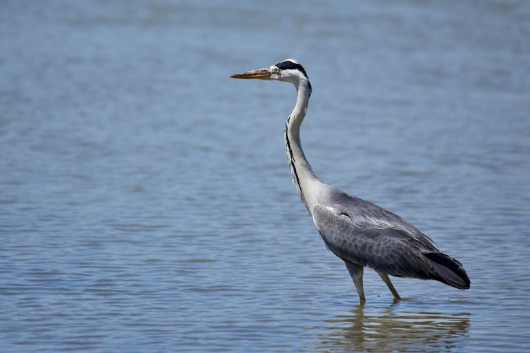 Ardea cinerea - Garza real