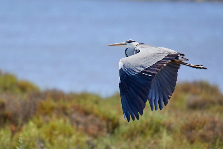 Ardea cinerea - Garza real