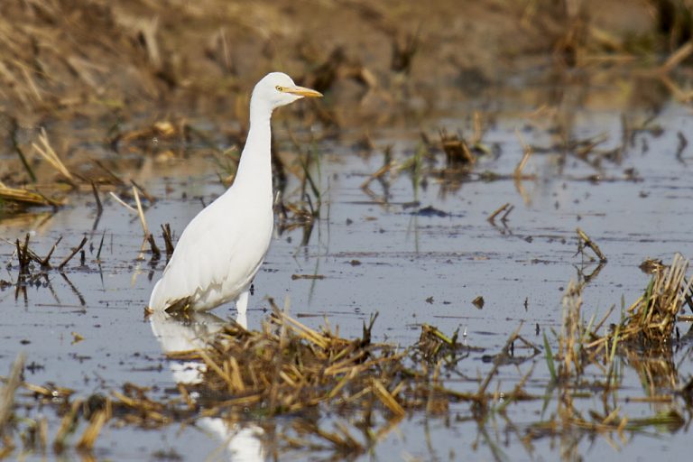 Bubulcus ibis - Garcilla bueyera